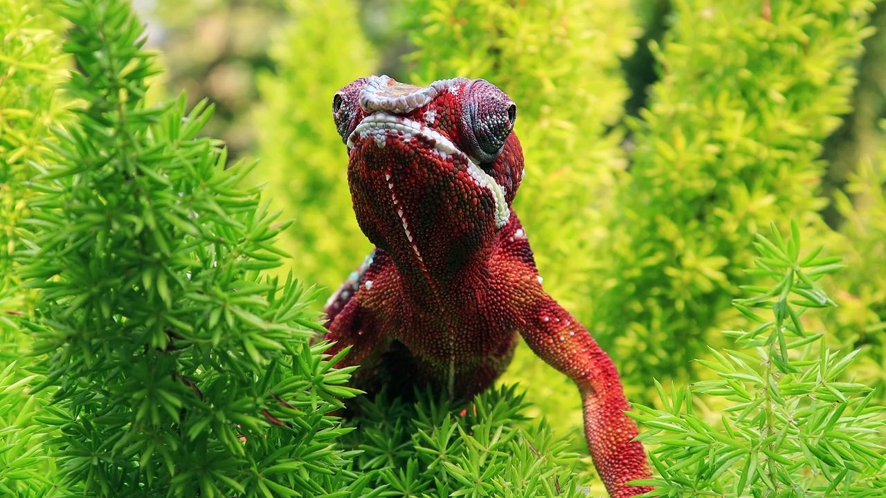 chameleon panther lizard - adalinetv