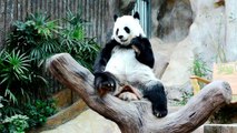 giant panda eating bamboo - adalinetv