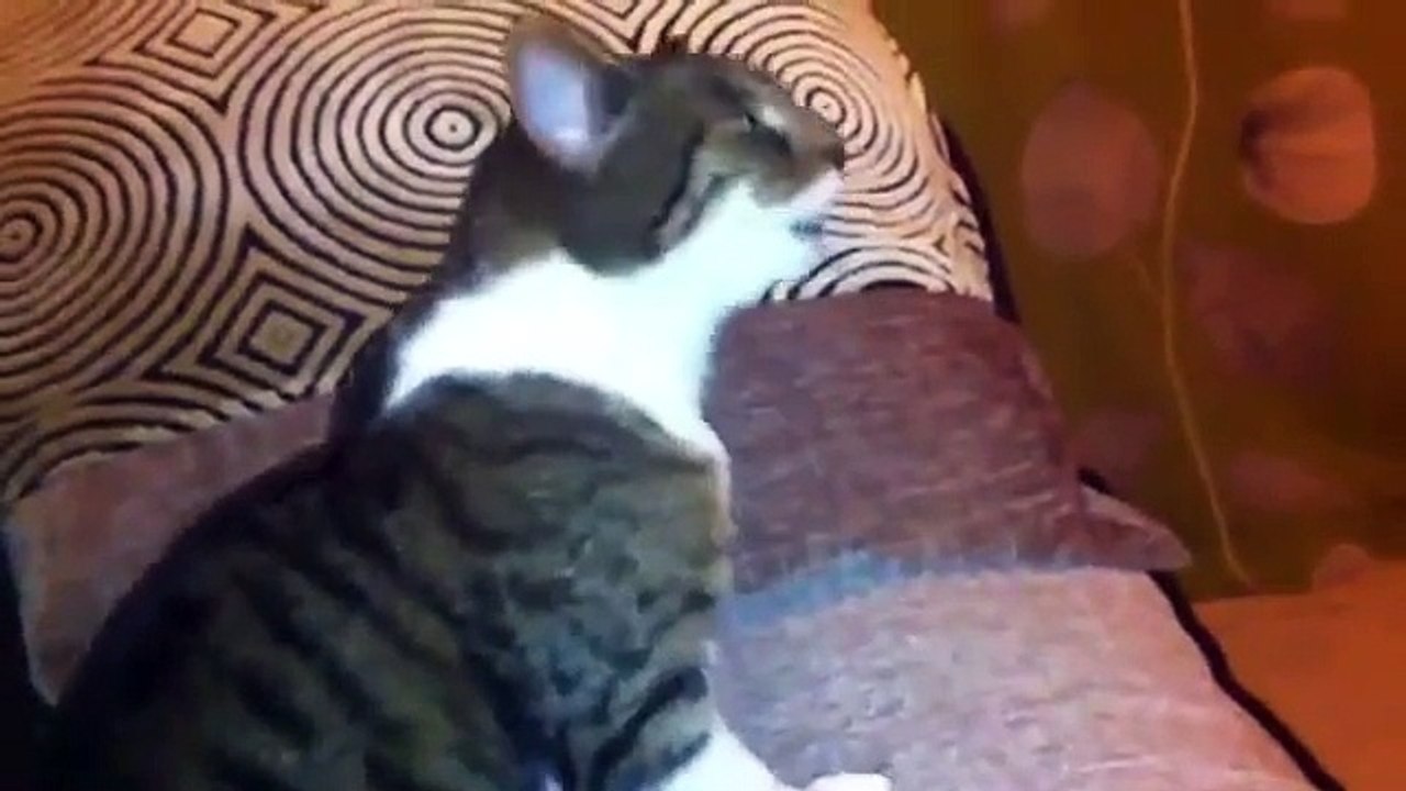 Dubstep Cats Sneezing Vídeo Dailymotion