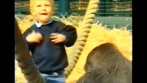 Increible bebe jugando con gorilas