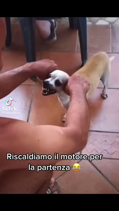 Dog like a motor