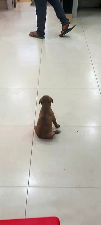 missing puppy
