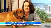 Obie el Perro Obeso  Lucha para Perder peso