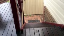 Loco perro subiendo las escaleras