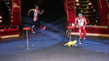 Gatito haciendo Trucos de Circo