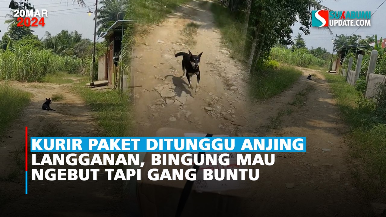 Kurir Paket Ditunggu Anjing Langganan, Bingung Mau Ngebut Tapi Gang Buntu