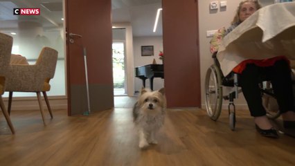 Les animaux de compagnie acceptés dans les Ehpad