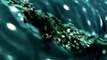 Buzos rescatan tiburon ballena en Mexico
