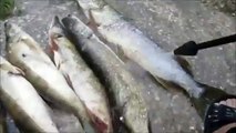 Como limpiar pescado en segundos