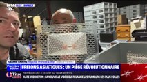 Cet apiculteur a inventé un piège révolutionnaire contre les frelons asiatiques