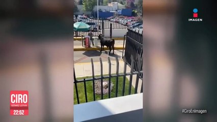 Toro se escapa del lienzo charro del Pedregal y entra a universidad privada en CDMX