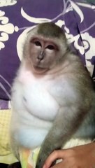 Vidio viral monyet berbadan gembul menggemaskan