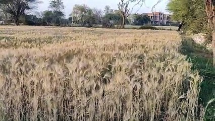 किसानों का गेहूं बेचने से इनकार: राजसमंद में समर्थन मूल्य पर खरीद में देरी का कारण 📝