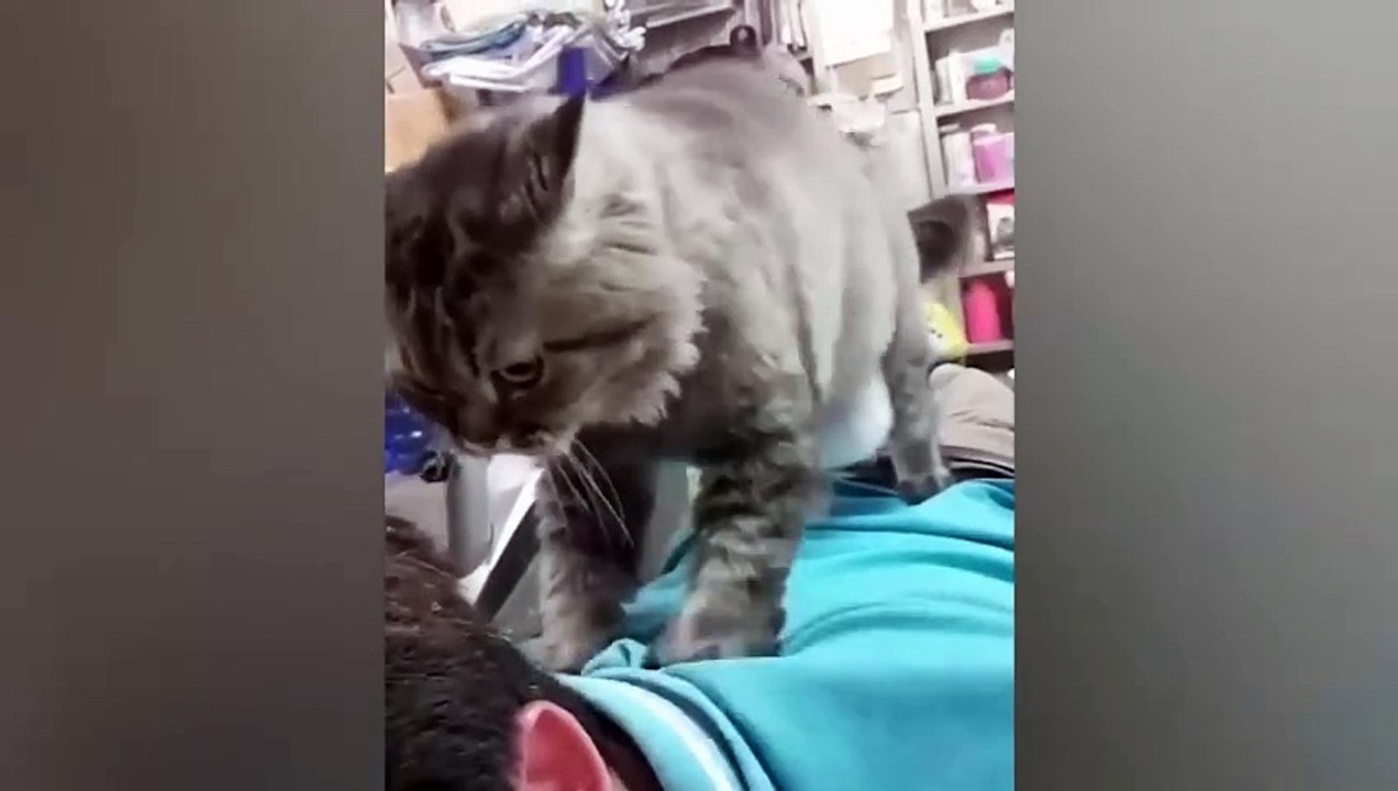 Funniest Animals  New Funny Cats and Dogs Videos  (10)