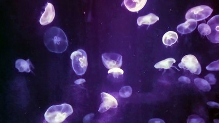 jellyfish @ocean park