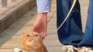 Best Funniest Animals Video 2024_ Funny Cats, Dogs videos 