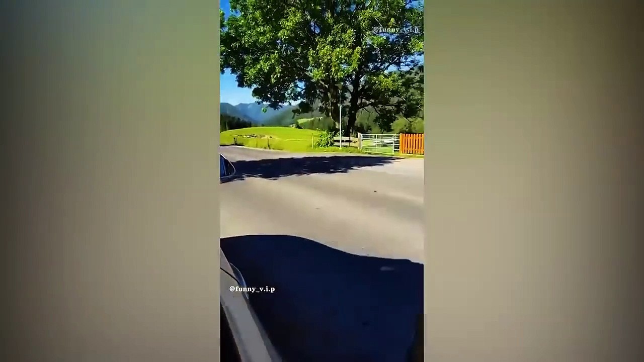 Try Not To Laugh  New Funny Cats and Dogs Videos