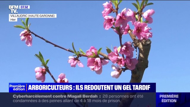 Les arboriculteurs redoutent les gelées tardives