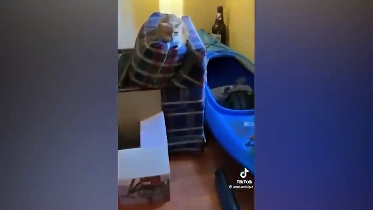 Funniest Animals  Best Funny Dogs and Cats Compilation 2024