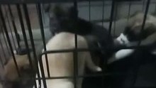 Cute Little Puppies