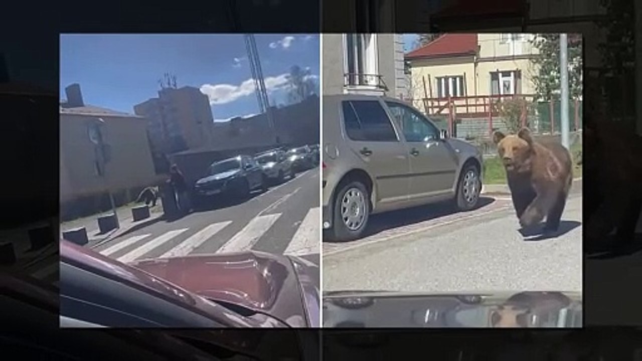 Slovakia bear attacks: Town declares state of emergency as girl, 10, becomes latest to be attacked by rampaging beast - as new video shows animal enjoying a swim with patrols ordered to 'eliminate it' on sight