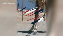 Zürafa kaplumbağanın daha hızlı gitmesine yardım ederken görüntülendi, o anlar viral oldu