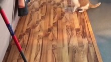 pusang makulit