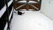 Gatito jugando en la nieve por primera vez