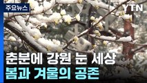강원 산간 25cm 넘는 봄눈...봄과 겨울의 공존 / YTN