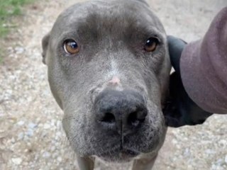 Il corriere fa amicizia con i cani che incontra durante i suoi turni di consegna