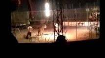 Video muestra el momento en que un tigre de un circo ataca a su domador en Sonora