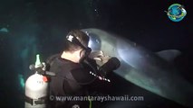 Rescatan buzos a un delfin atrapado en redes en Hawaii