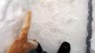 Perro jugando con la nieve Por Primera vez LOL