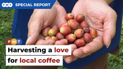Harvesting a love for local coffee