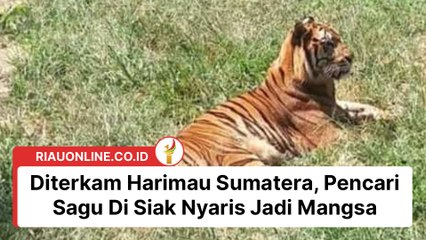 Diterkam Harimau Sumatera, Pencari Sagu Di Siak Nyaris Jadi Mangsa