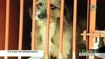 Van 10 cachorritos asesinos adoptados de Iztapalapa