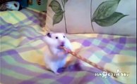 Hamster guarda pretzel en sus cachetes