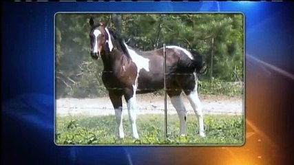 Ladrón roba  remolques con caballo