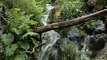 Les forêts en libre évolution du parc des Monts d'Ardèche