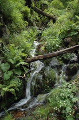 Les forêts en libre évolution du parc des Monts d'Ardèche