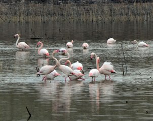 Allı turnalar kuluçka için Tuz Gölü'ne geldi