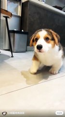 Pembroke Welsh Corgi