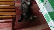 walang tulog tulog sa gutom na pusa