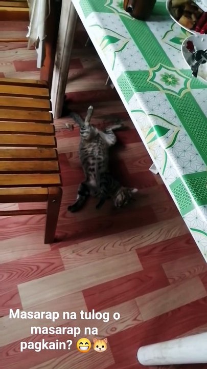walang tulog tulog sa gutom na pusa