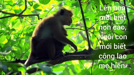 Âm nhạc thư giãn trị liệu với cảnh đẹp nhân gian - Tình mẫu tử