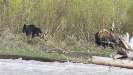 Protective Mother Bison Chases Bear Away From Her Young | Wild-ish TV