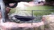 Hipopótamo da la bienvenida a los visitantes del zoológico