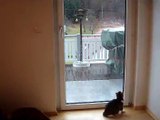Gato intenta atrapar las gotas de lluvia