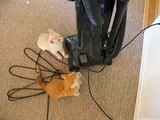 Aspiradora asusta a un par de lindos gatitos