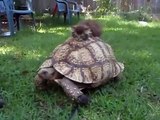 Gatito se pasea sobre una tortuga